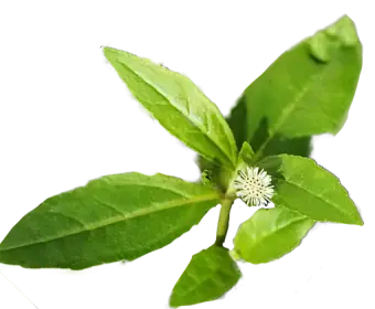 Bhringraj used in Krti Herbals Anti Grey Hair Mask, known for strengthening roots and stimulating growth