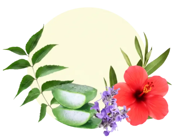 Hibiscus promotes hair growth and prevent hair fall. Triphala detoxes follicles while Golden Shower strengthens hair roots.