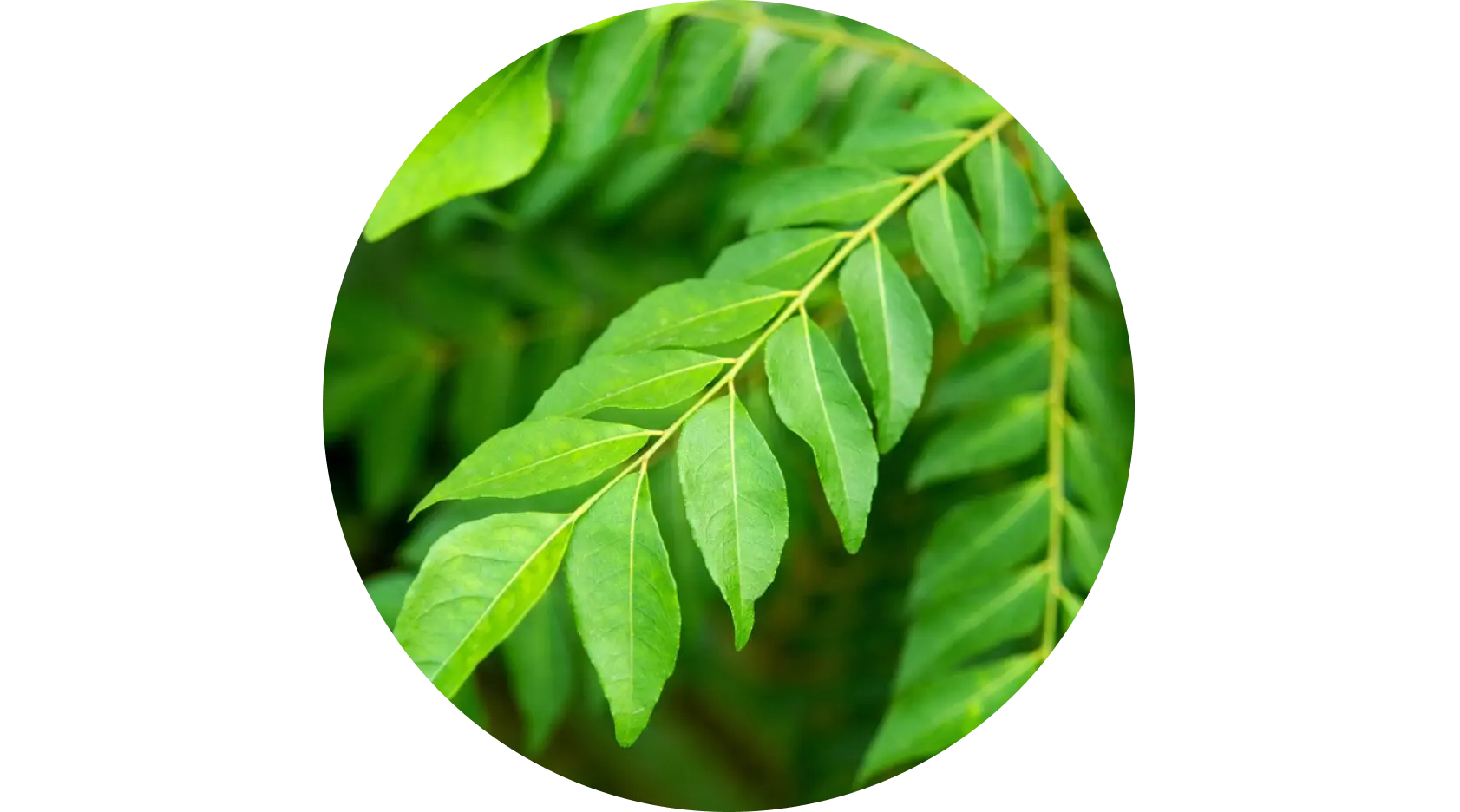 Curry Leaves used in Krti Herbals Hair Growth Oil, known for boosting melanin and strengthening roots