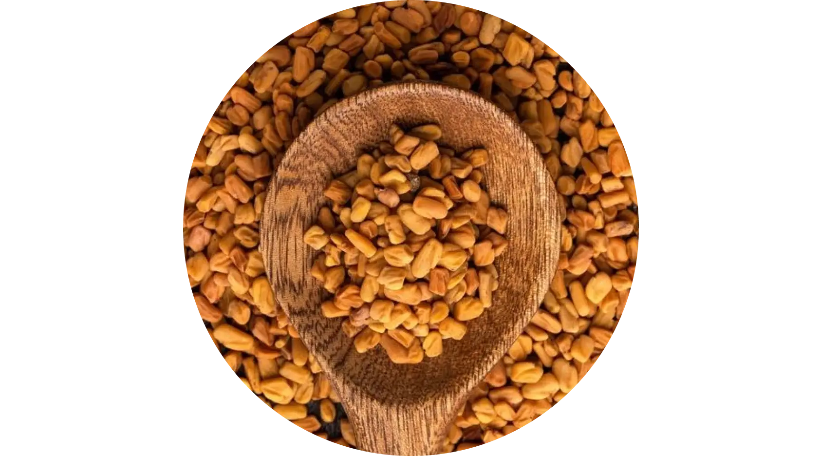 Fenugreek used in Krti Herbals Anti Grey Hair Mask, known for strengthening hair strands