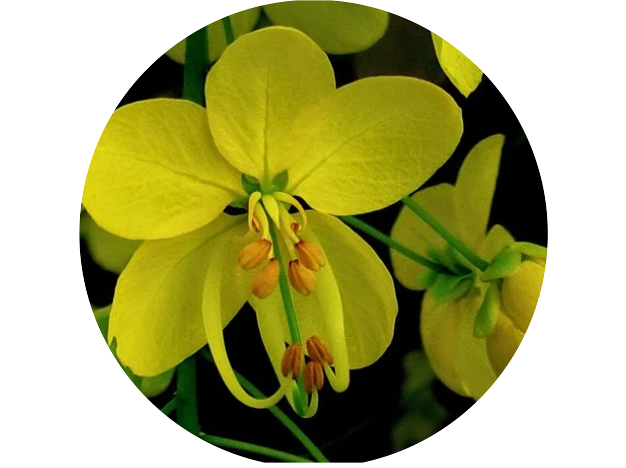Golden Shower used in Krti Herbals Triphala Herbal Shampoo, known for strengthening hair roots
