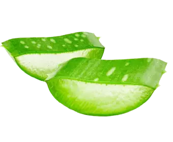 Aloe Vera used in Krti Herbals Anti Grey Hair Mask, known for soothing the scalp and hydrating hair