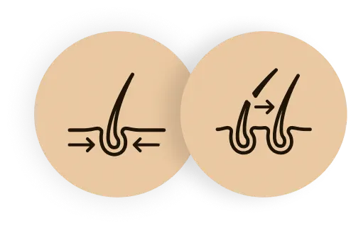 Strengthens follicles and reduces hair fall with Golden Shower and Triphala