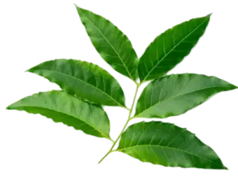 Neem used in Krti Herbals Anti Grey Hair Mask, known for purifying the scalp and preventing infections