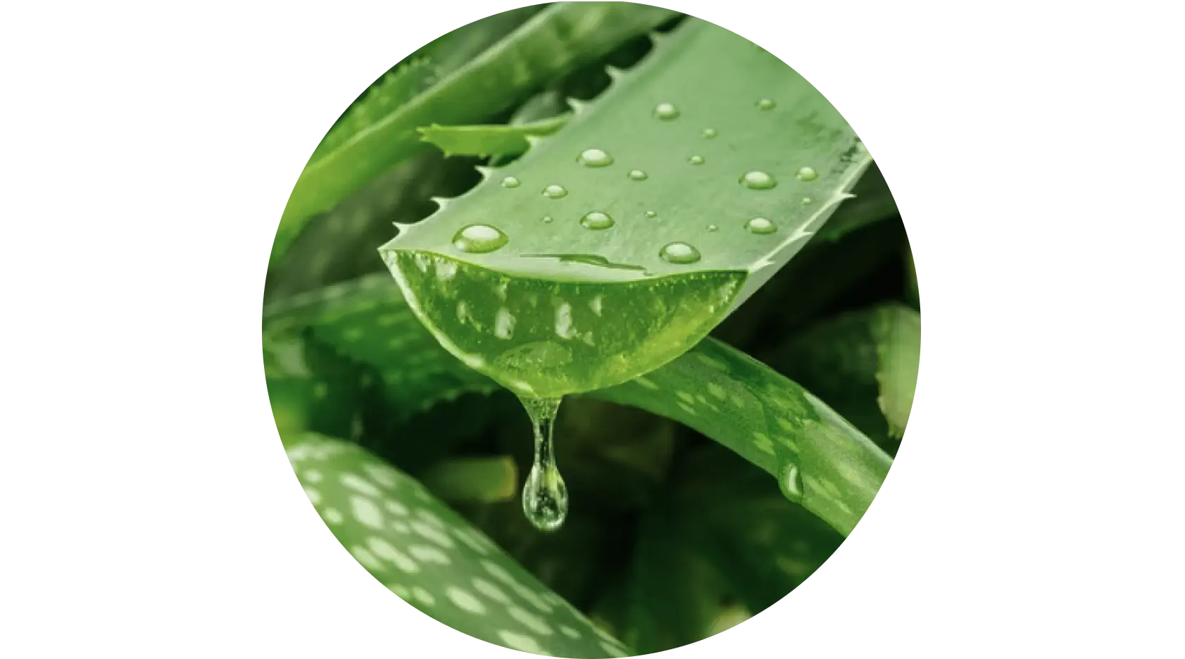 Aloe Vera deeply hydrates skin, keeping it smooth and plump
