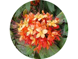 Balances skin tone, soothes inflammation, and promotes firmness and elasticity