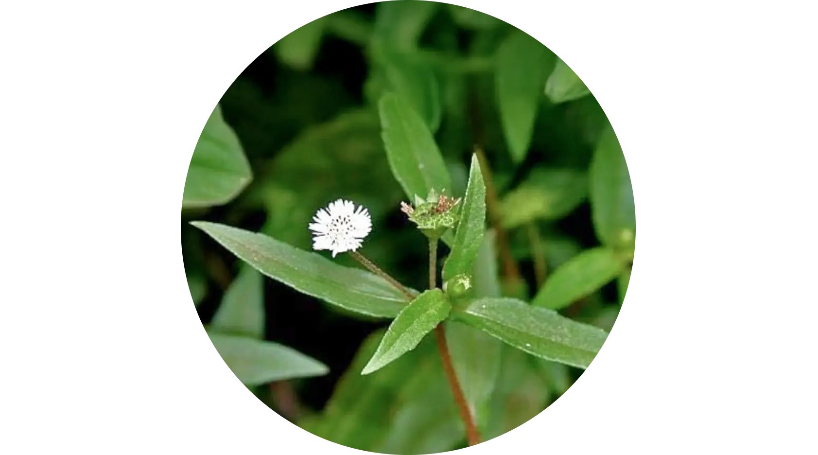 Bhringraj used in Krti Herbals Hair Growth Oil, known for revitalizing roots and stimulating regrowth