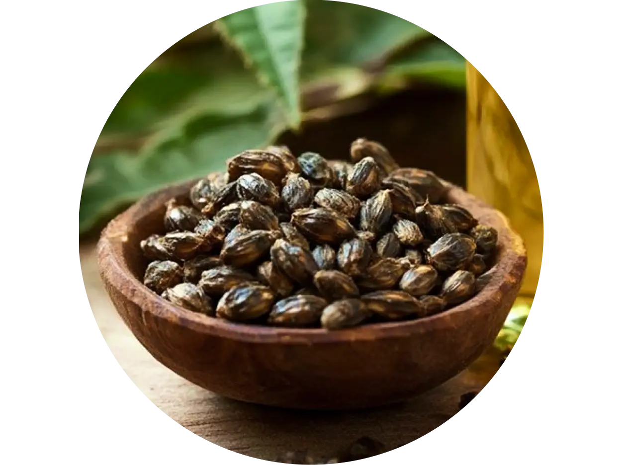 Castor Oil used in Krti Herbals Rosemary Herbal Conditioner, known for moisturizing and enhancing hair texture