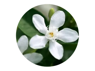 Rich in medicinal properties, it soothes dermatitis, heals fungal infections, and restores healthy, irritation-free skin.
