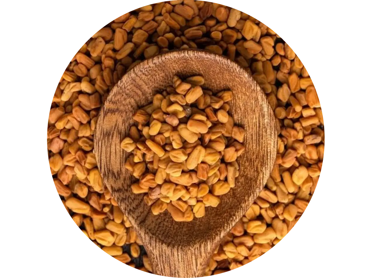 Fenugreek used in Krti Herbals Anti Grey Hair Mask, known for strengthening hair strands