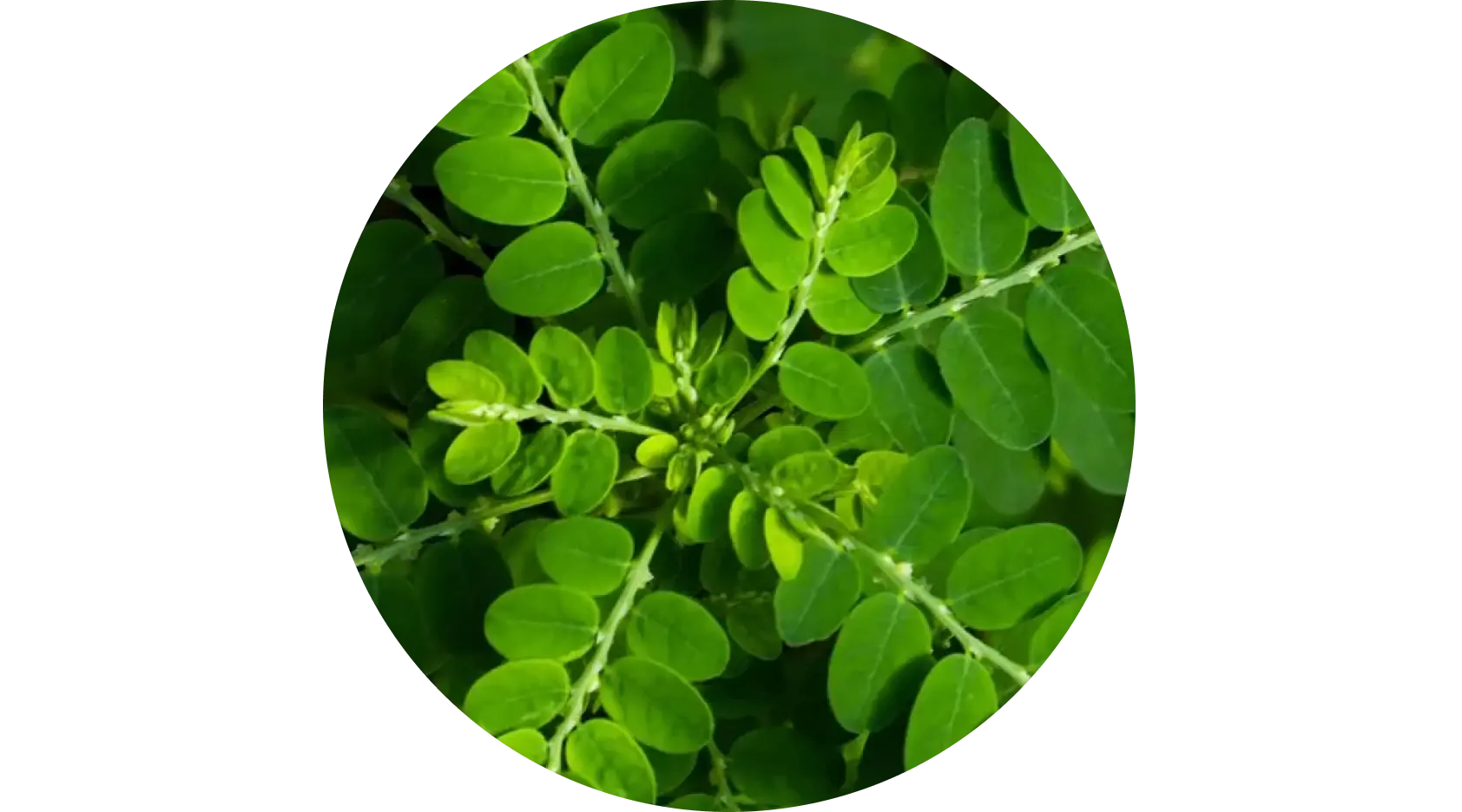 Detoxifies scalp, strengthens follicles, and builds resilience against thinning.