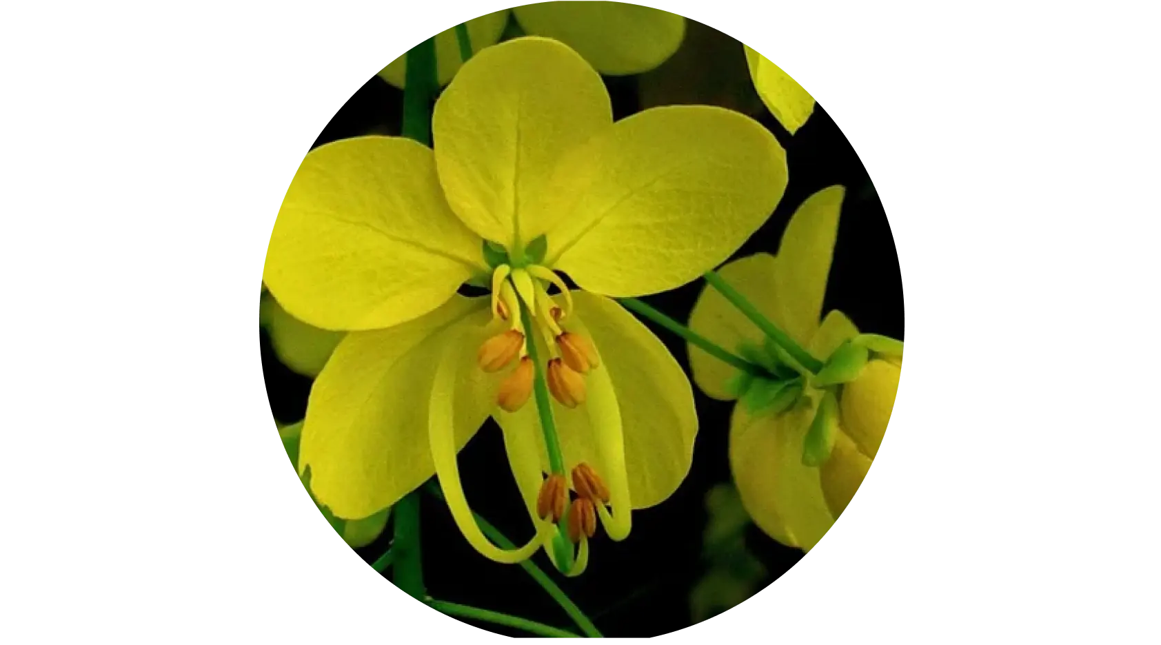 Golden Shower used in Krti Herbals Triphala Herbal Shampoo, known for strengthening hair roots