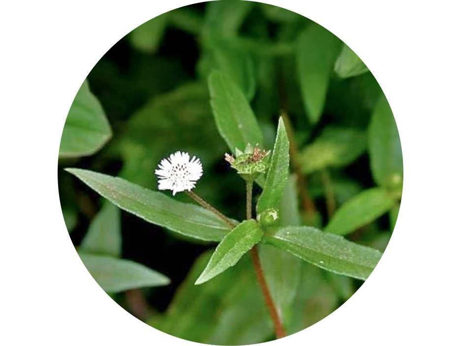 Bhringraj used in Krti Herbals Hair Growth Oil, known for revitalizing roots and stimulating regrowth