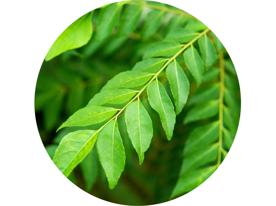Curry Leaves used in Krti Herbals Hair Growth Oil, known for boosting melanin and strengthening roots