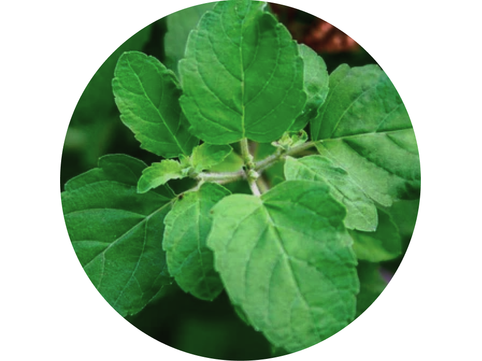 Cleanses impurities, reduces scalp itching, and prevents hair fall by purifying the scalp environment and calming inflammation.