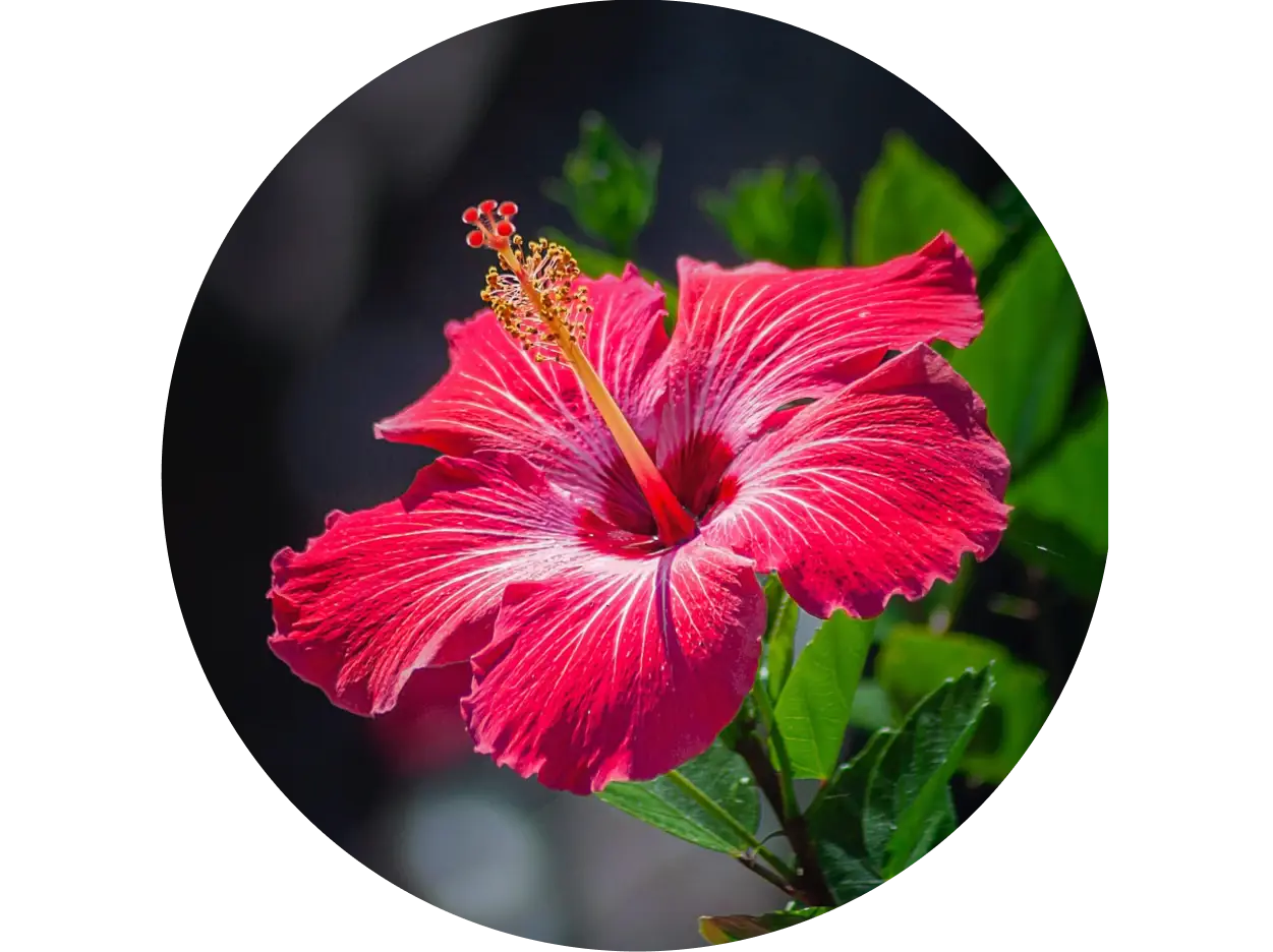 Hibiscus to add volume and bounce, softens rough hair texture, and improves shine while conditioning each strand from within.