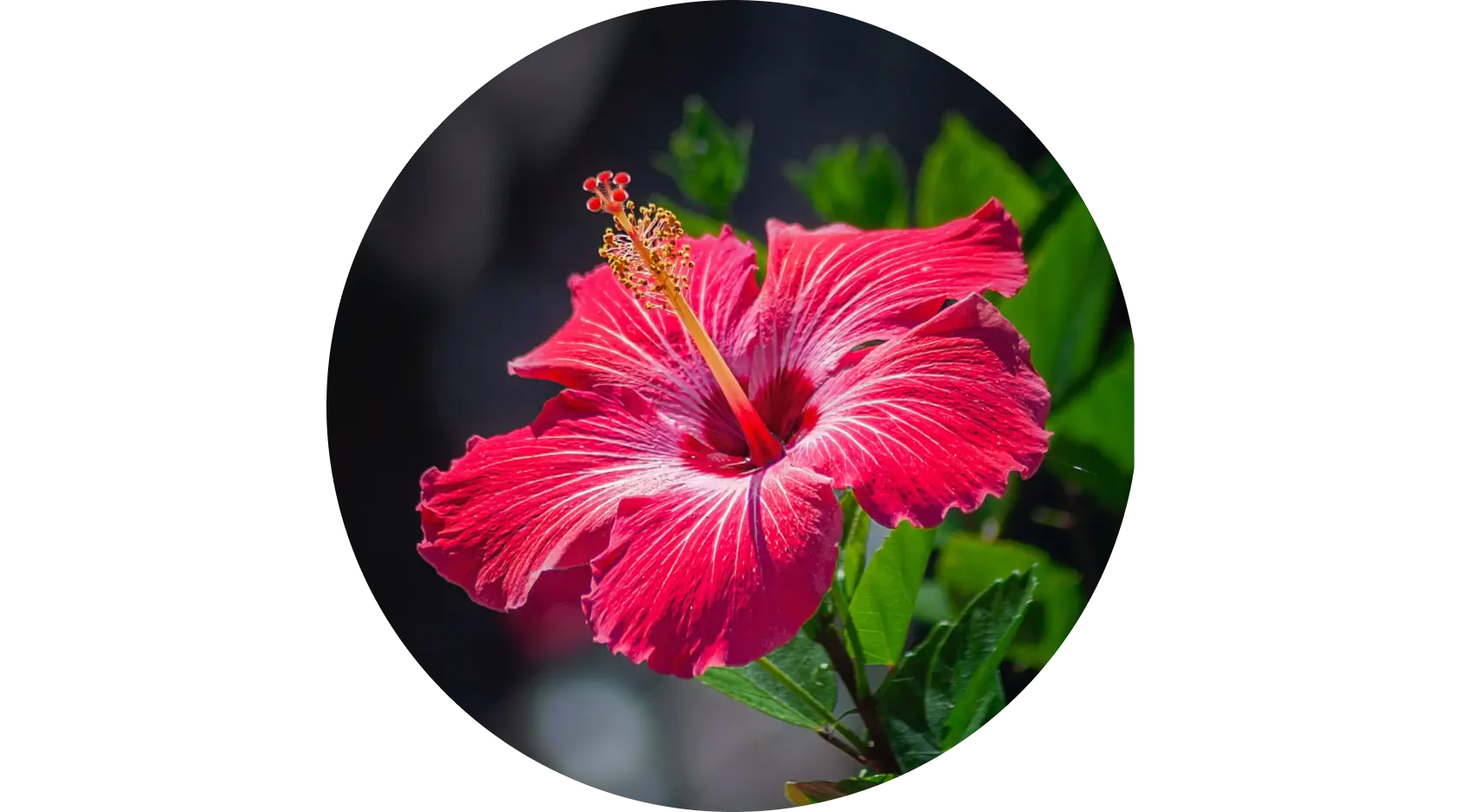 Hibiscus to add volume and bounce, softens rough hair texture, and improves shine while conditioning each strand from within.