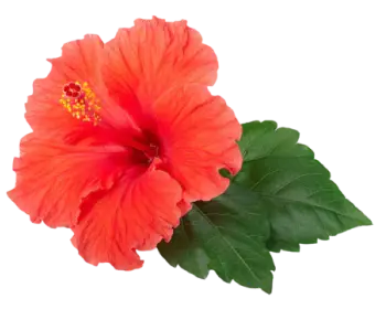 Hibiscus used in Krti Herbals Hair Growth Oil, known for stimulating growth and improving thickness