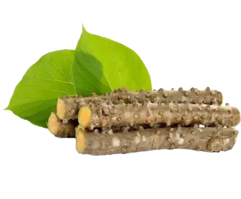 Chittamruthu used in Krti Herbals No Marks Cream, known for purifying skin layers and reducing dark pigmentation