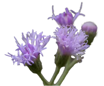 Little Ironweed used in Krti Herbals Hair Growth Oil, known for improving patchy hair density and stimulating growth