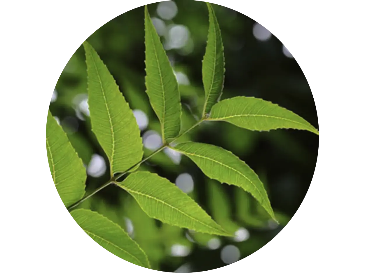 Neem used in Krti Herbals Anti Acne Ayurvedic Face Pack
