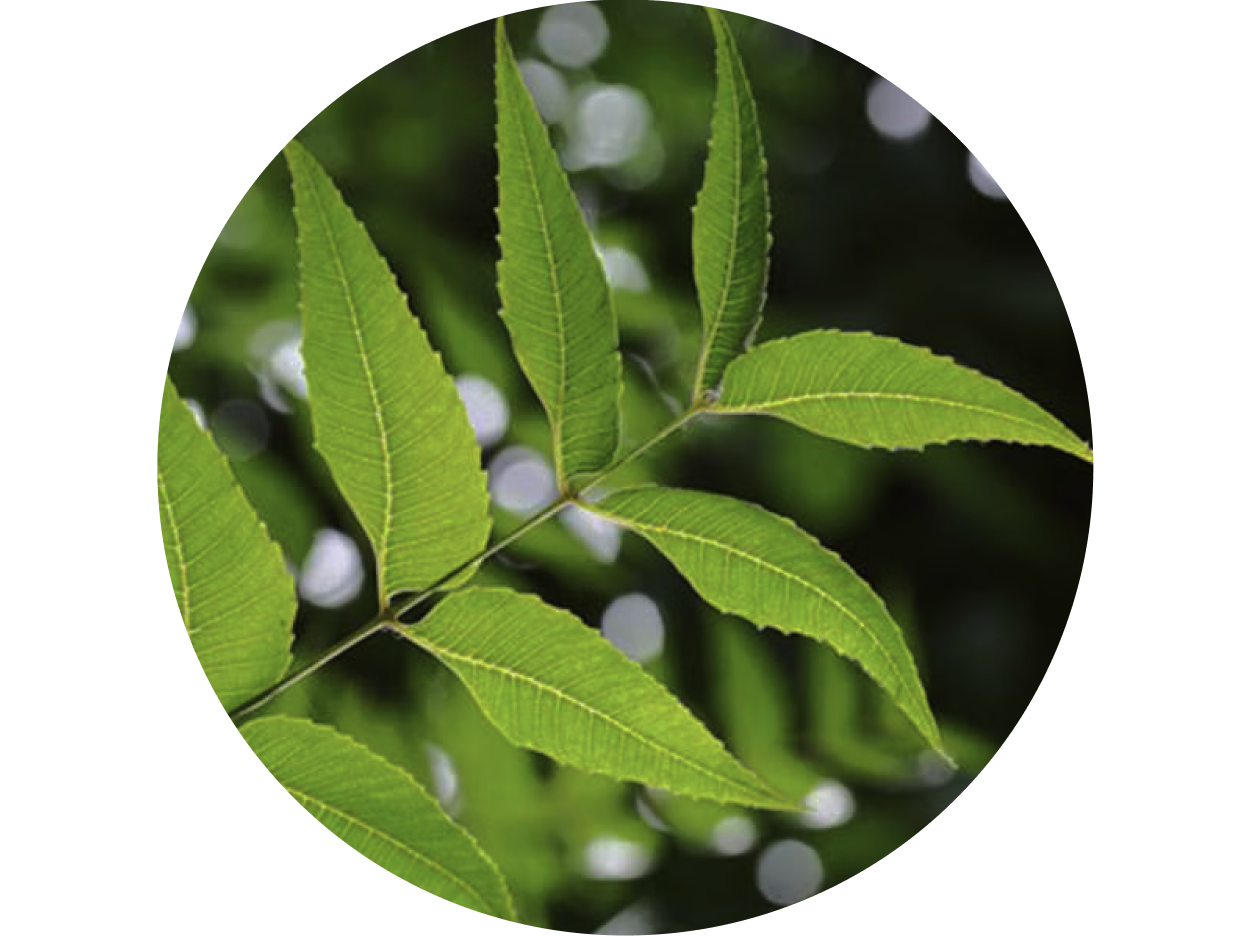 Neem used in Krti Herbals Triphala Herbal Shampoo, known for its purifying and antibacterial properties
