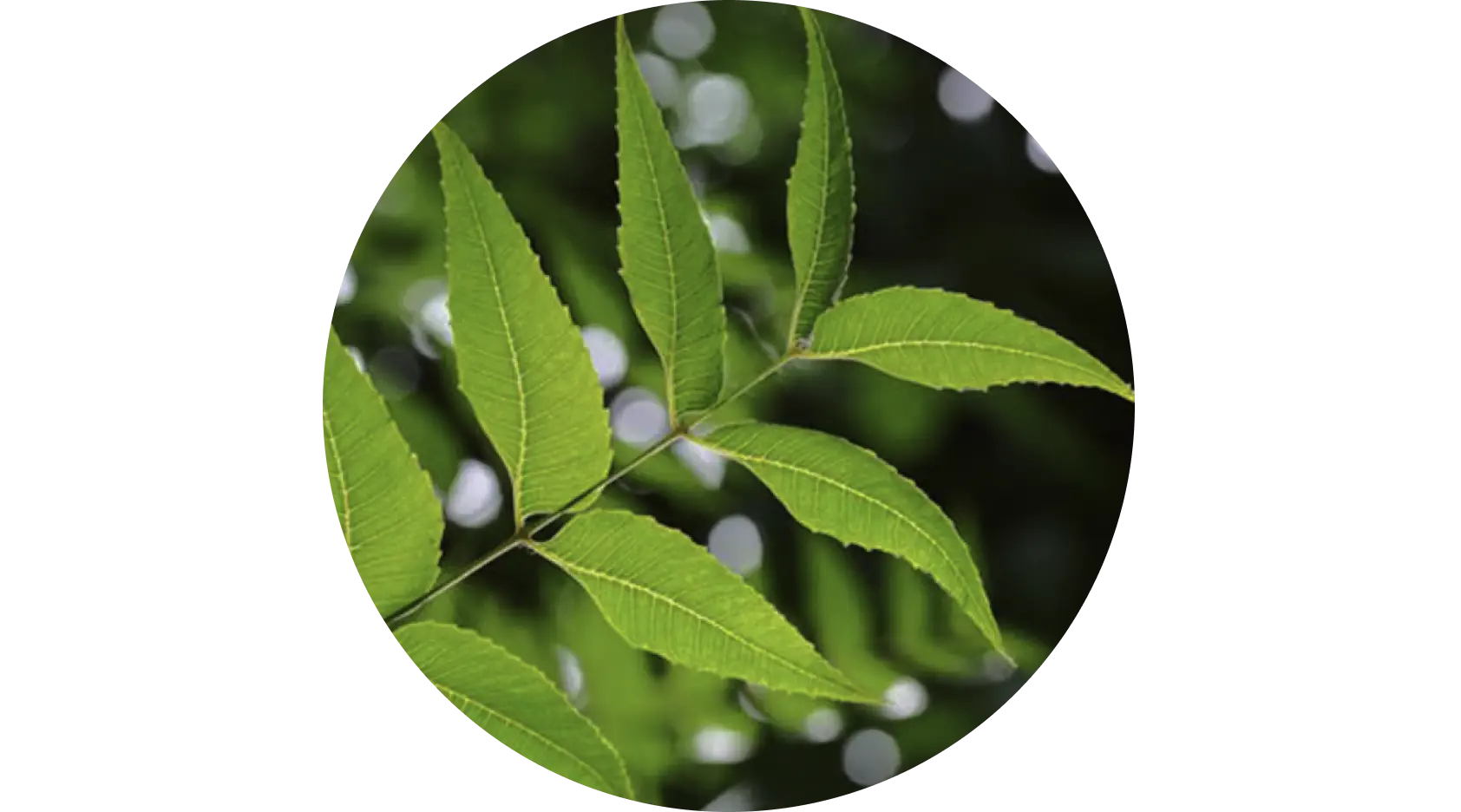 
Neem used in Krti Herbals Triphala Herbal Shampoo, known for its purifying and antibacterial properties