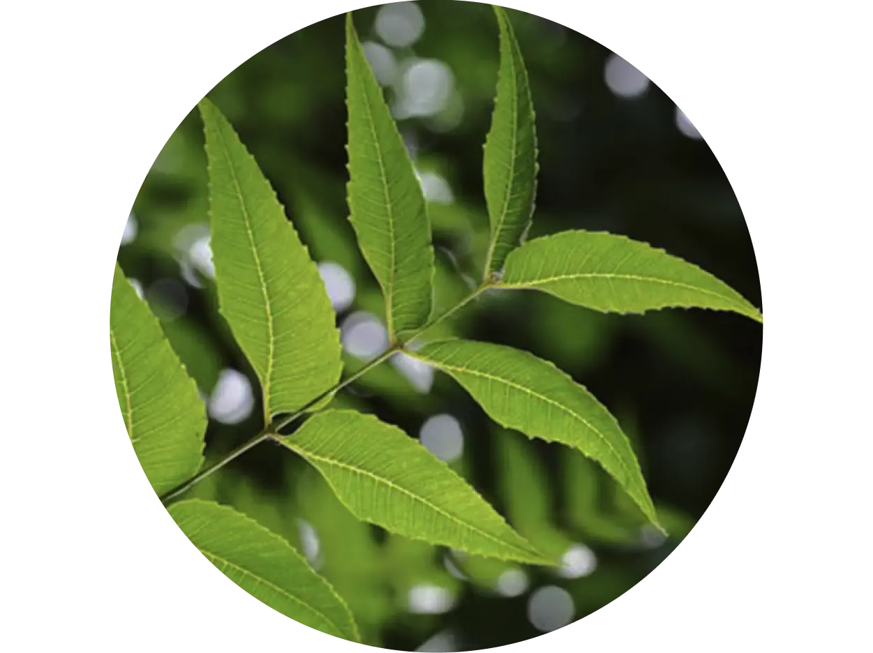 Neem used in Krti Herbals No Marks Cream, known for preventing acne and irritation while clearing blemishes