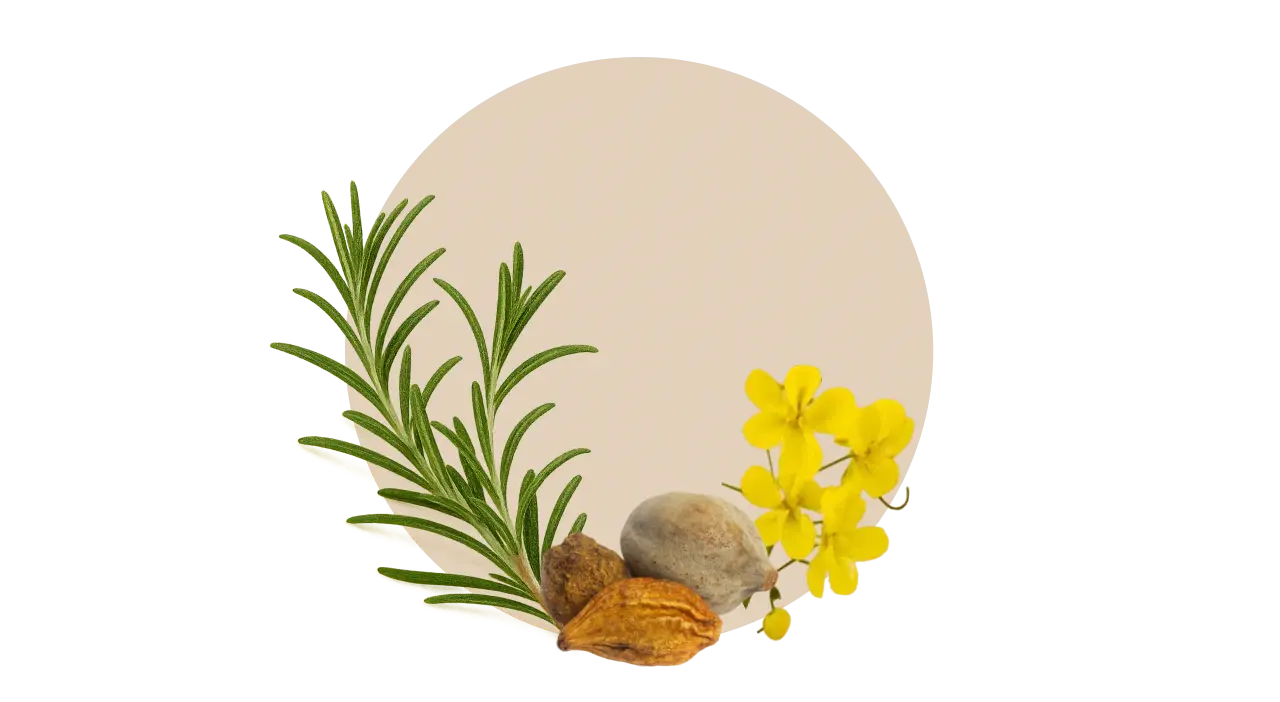 Golden Shower, Triphala, and Rosemary – synergistic herbs for root strength and shine