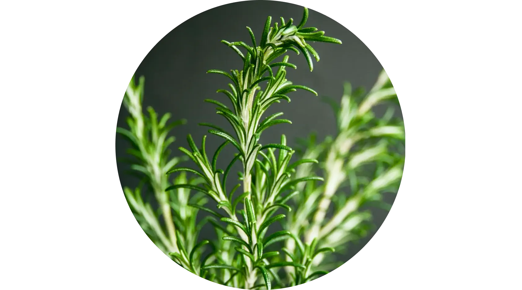 Rosemary used in Krti Herbals Rosemary Herbal Conditioner, known for promoting hair growth and boosting shine