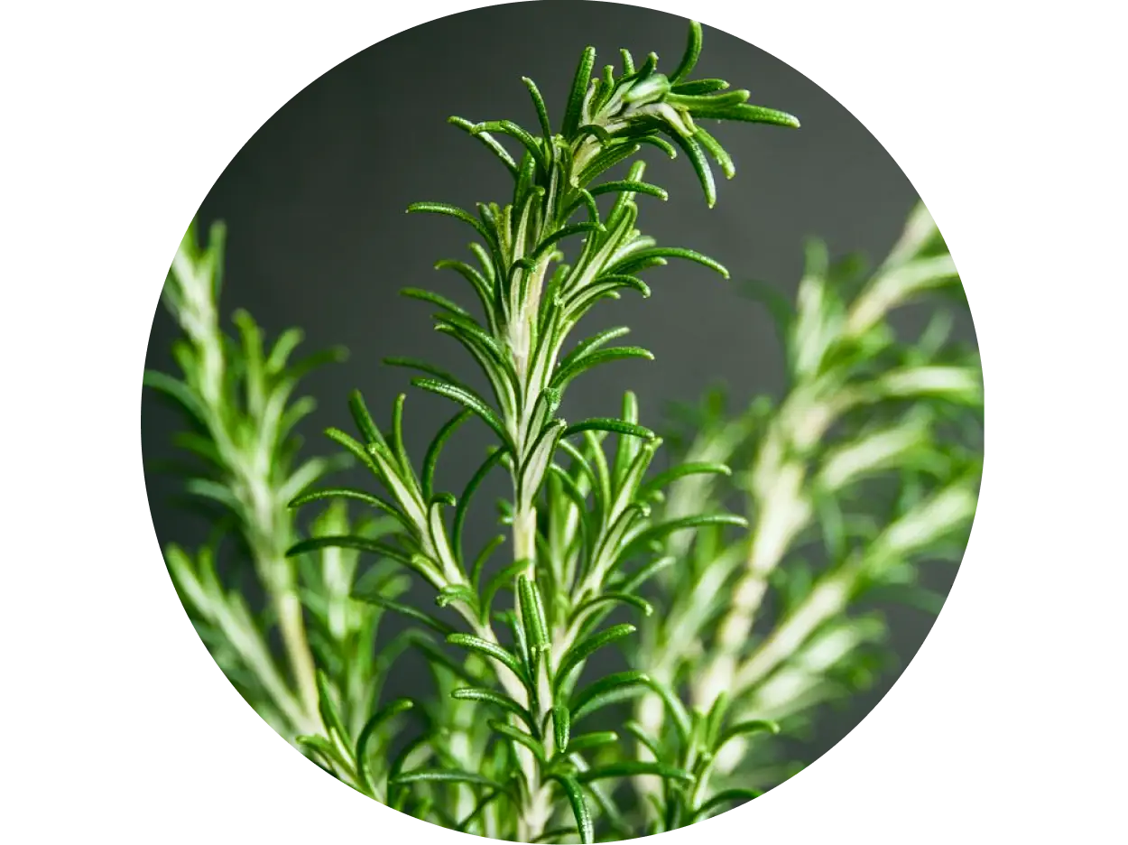 Rosemary used in Krti Herbals Rosemary Herbal Conditioner, known for promoting hair growth and boosting shine