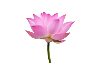 Restores moisture, smoothens texture, promotes youthful glow.
