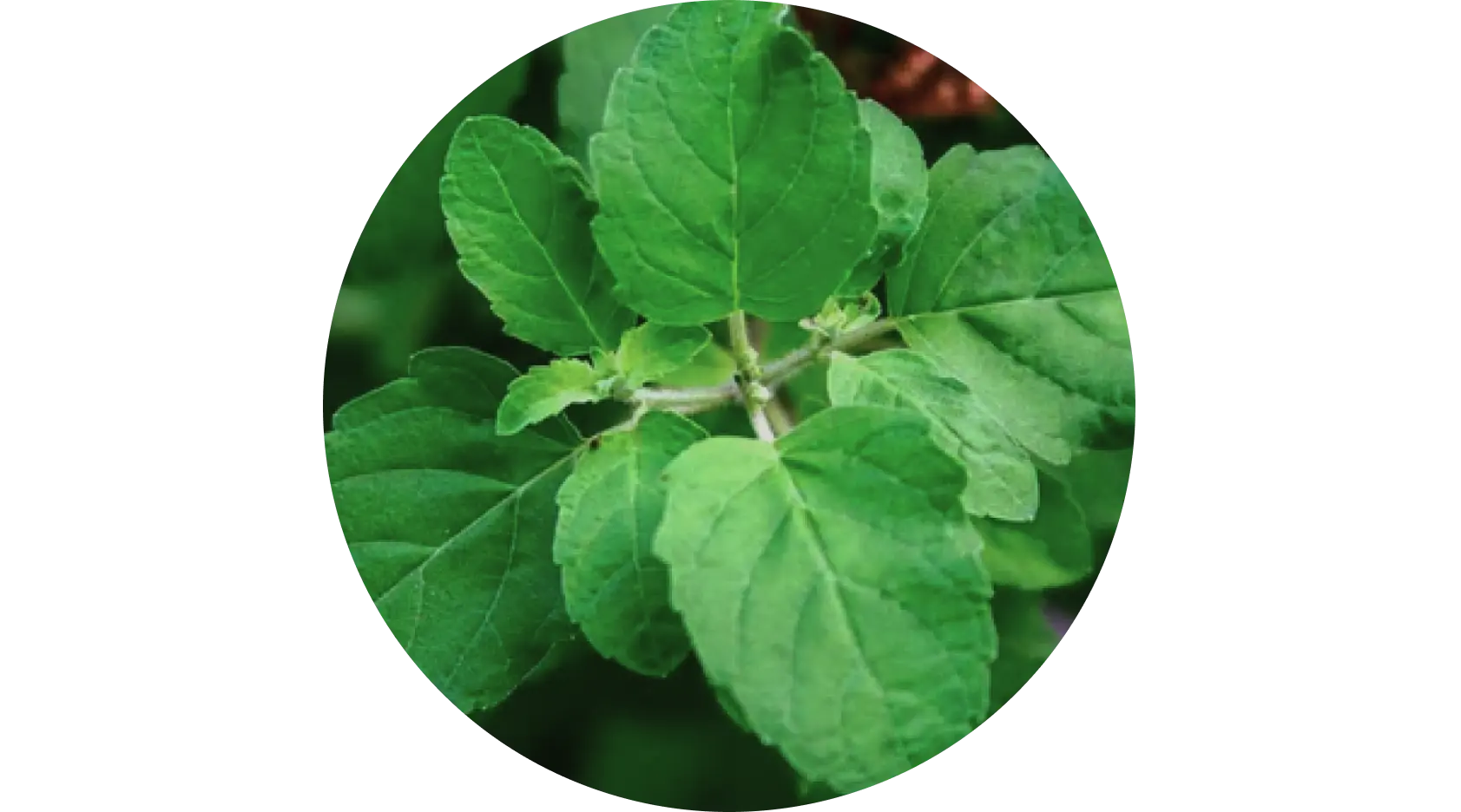 Tulsi used in Krti Herbals Anti Acne Ayurvedic Face Pack, known for soothing skin irritation and reducing inflammation