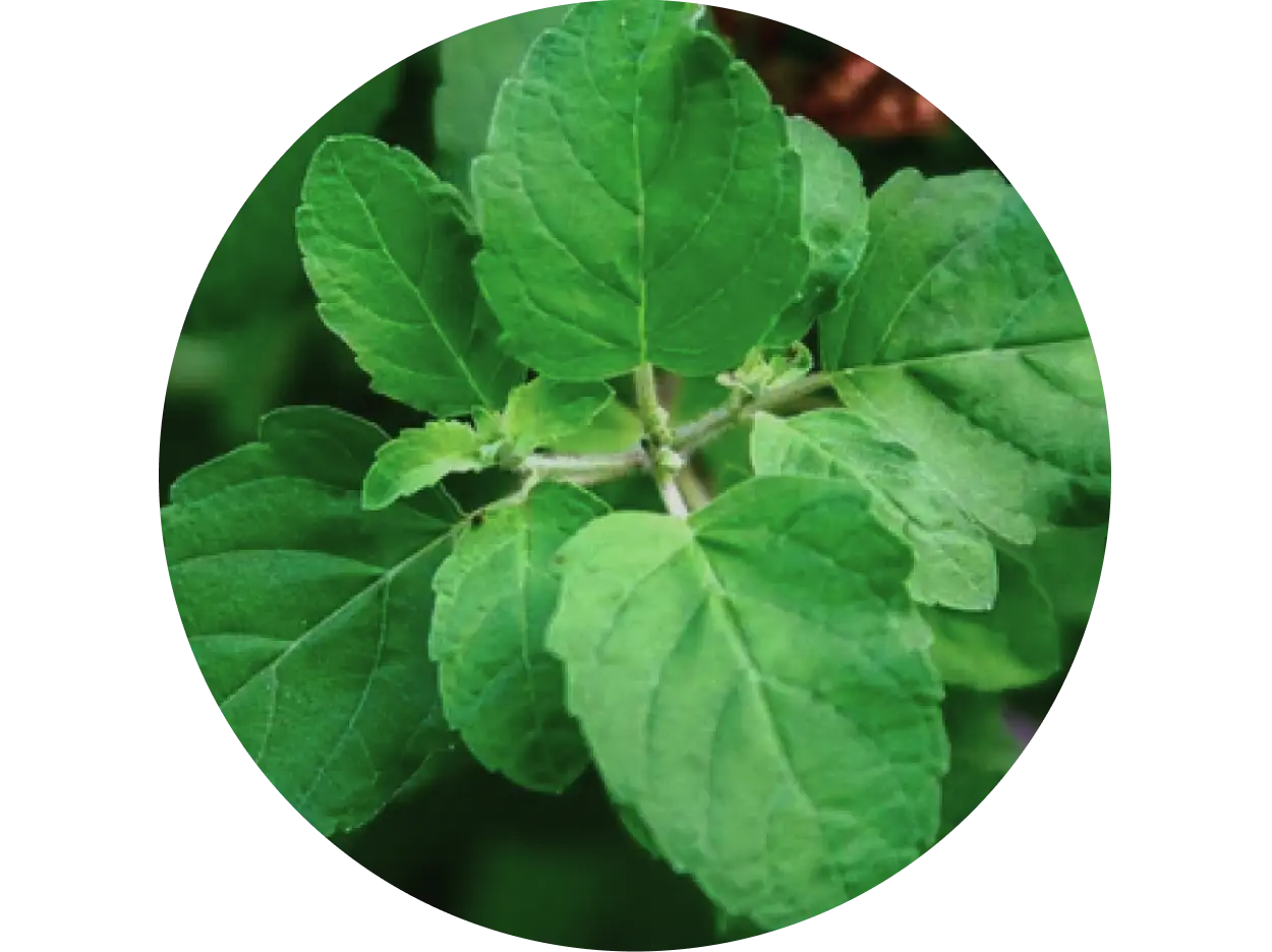 Tulsi used in Krti Herbals Anti Acne Ayurvedic Face Pack, known for soothing skin irritation and reducing inflammation